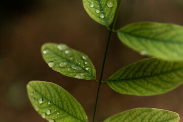 After rain Water Drops on Green leaves in the garden pattern background, sparkle of Droplets on surface leaf, color Dark Flat lay Natural background for input text