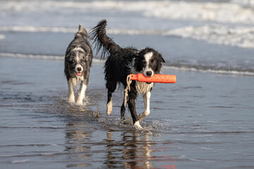 happy dogs playing with a red toy in shallow water