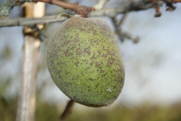 An almond stuck in the tree