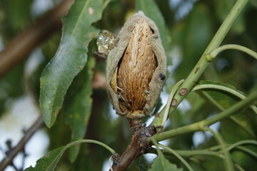 An almond stuck in the tree