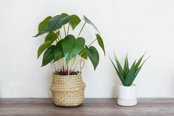 two potted house plants on wooden table