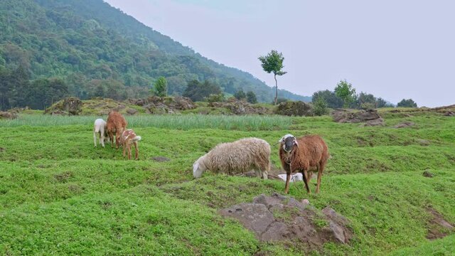 sheep graze near the volcano