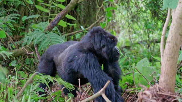 Male silver-back gorilla at the Vallee des Singes in France