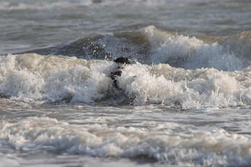 brave border collie dog swimming and jumping in troubled water