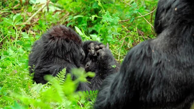 Male silver-back gorilla at the Vallee des Singes in France