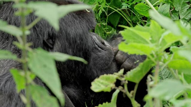 Male silver-back gorilla at the Vallee des Singes in France