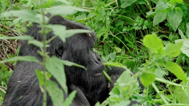 Male silver-back gorilla at the Vallee des Singes in France