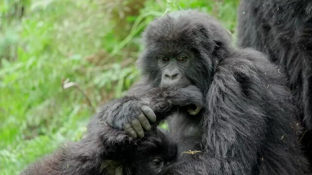 Male silver-back gorilla at the Vallee des Singes in France