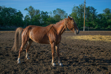 a young horse stands in a paddock