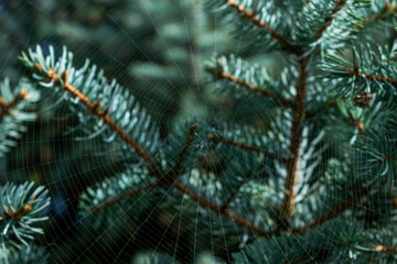 spider weaved a web on spruce