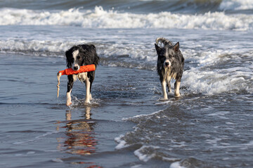 happy dogs playing with a red toy in shallow water