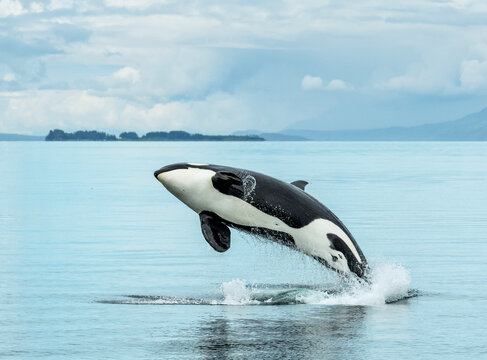 Killer Whale Jumping Images – Browse 8,643 Stock Photos, Vectors, and Video  | Adobe Stock