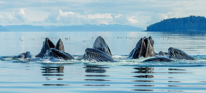 Bubble-net feeding is a behavior typical of humpback whales.