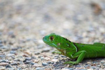 Una iguana verde posando sobre el suelo esperando alimento.