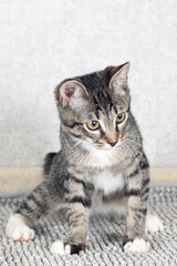 Funny gray striped kitten sitting on a gray mat. Close-up, selective focus
