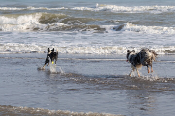 two border collie dogs running in shallow water to fetch a ball
