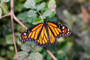 Mariposa monarca, una especie de lepidóptero de la familia Nymphalidae y de la superfamilia Papilionoidea.