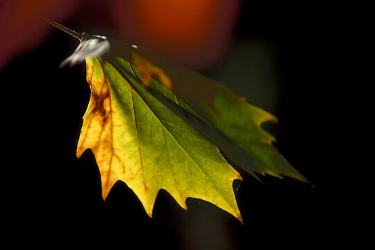 Fototapeta Close up of leaf turn into autumn colours