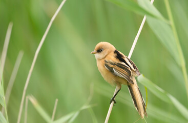 Close-up of a perched young Bearded tit