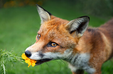 Naklejka na ściany i meble Close up of a red fox tasting a marigold flower in summer