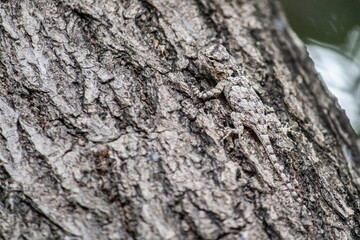 Una pequeña lagartija camuflada en la corteza de un árbol. © Erick Velasco