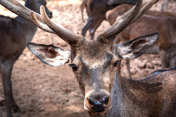 Close-up of a deer head with antlers covered in velvety fur, indicative of growing antlers. (Captivity)