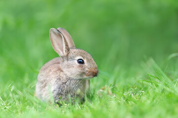 Close up of a cute little rabbit  sitting in green grass