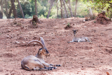 Male and female Hispanic goat in a breeding center for the genetic maintenance of the species (captivity)