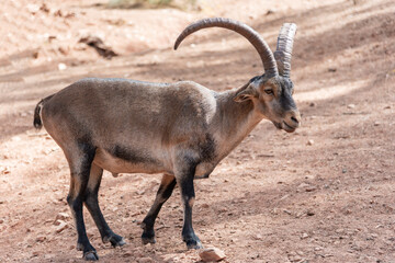 Male hispanic goat in a breeding center for the genetic maintenance of the species (captivity)
