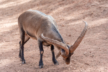 Male hispanic goat in a breeding center for the genetic maintenance of the species (captivity)