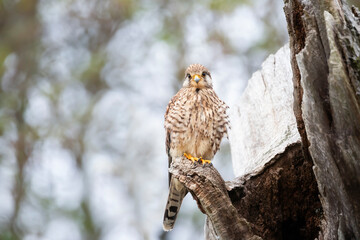 Close up of a common kestrel perched in a tree