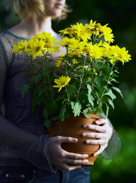 Young woman holding yellow flowering chrisanthimum in terracotta pot