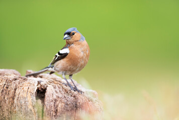 Close up of a Common Chaffinch perched on a wooden post