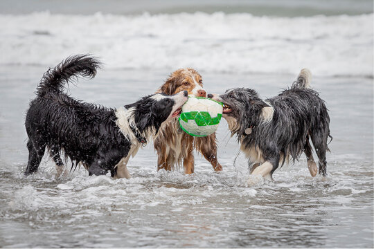wet border collie dogs playing with a ball in shallow water