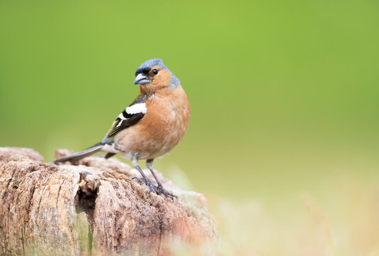 Close up of a Common Chaffinch perched on a wooden post