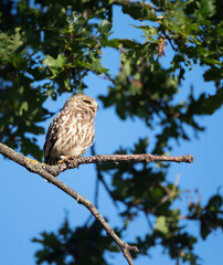 Little Owl perched on a tree branch in summer
