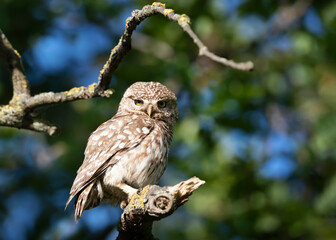 Little Owl perched on a tree branch in summer