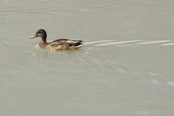Colorful duck swimming in a pond peacefully