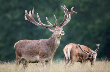 Portrait of a red deer stag with large velvet antlers in summer