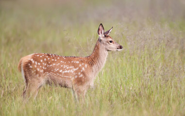 Red deer calf standing in the meadow in summer