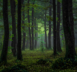 Morning in The Forest