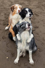 border collie dogs performing tricks on the beach