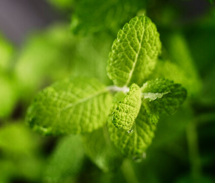 Close up of mint leaves