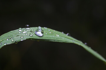 pasto mojado con gotas de lluvia