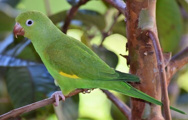 periquito-de-encontro-amarelo