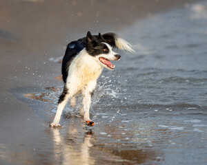 border collie dog running happy in shallow water on the beach