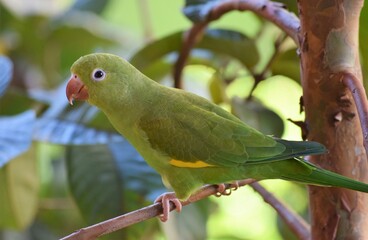 periquito-de-encontro-amarelo