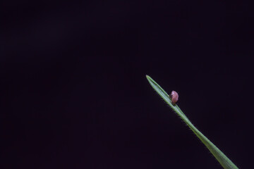 despues de la lluvia gotas y flores