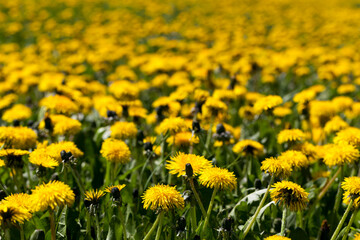 Fototapeta premium yellow dandelion flowers in the summer
