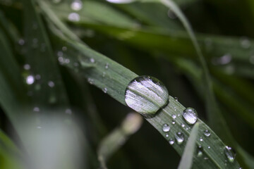 gotas de lluvia sobre el pasto y las flores